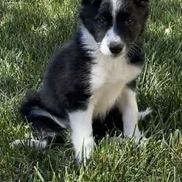 Border Collie Puppies from Already There Border Collies