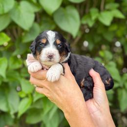 Darling - Tri-color female Bernedoodle puppy in Bellville, Ohio from Bernedoodle Buddies