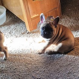 French Bulldog Puppies from 4 Leaf Frenchies