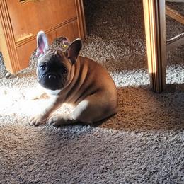 French Bulldog Puppies from 4 Leaf Frenchies