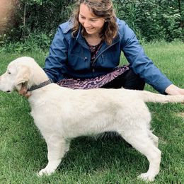 Golden Retriever, Newfoundland, and Shetland Sheepdog Puppies from Galaxies