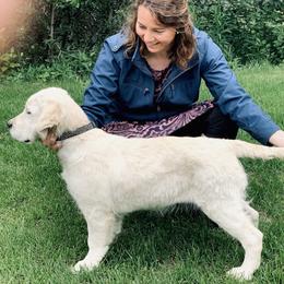 Golden Retriever, Newfoundland, and Shetland Sheepdog Puppies from Galaxies