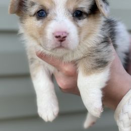 American Corgi and Pembroke Welsh Corgi Puppies from Rawson Ridge Corgis