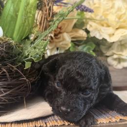 Poodle puppies from Continental Cavaliers