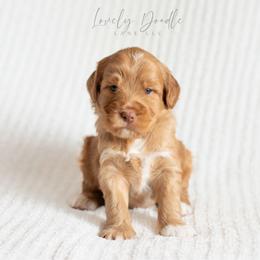 Grey Collar Boy - Caramel red male Australian Labradoodle puppy in Thousand Oaks, California from Lovely Doodle Lane