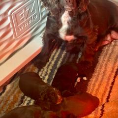 Mabel - English Cocker Spaniel