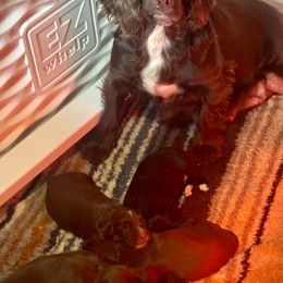 Mabel - English Cocker Spaniel