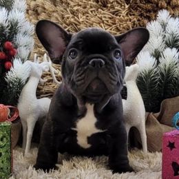 French Bulldogs from Campbell Castillo's French Bulldogs