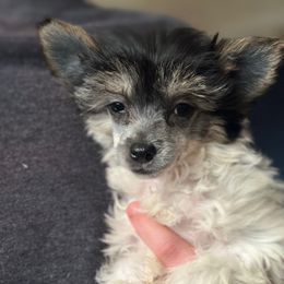 Trixie - Black and white female Chinese Crested puppy in New Haven, West Virginia from EverCrest