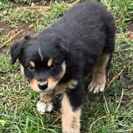 Rebel - Black tri male Miniature Australian Shepherd puppy in Crestline, California from Haugen's Minis