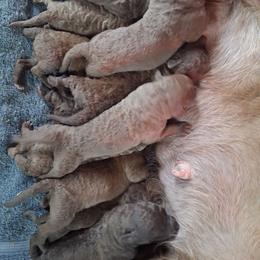Pink - Brown female Chesapeake Bay Retriever puppy in Michigan from Blackwood Chesapeakes