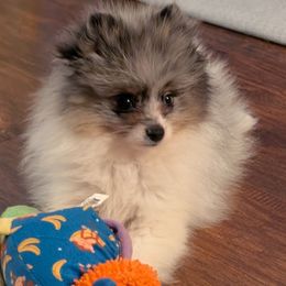 Travy - Blue merle male Pomeranian puppy in Danielsville, Georgia from PassionatePomPoms