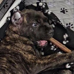 Yellow Collar - Chestnut brindle male Cane Corso puppy in Lewistown, Montana from Corsi Amore Kennels