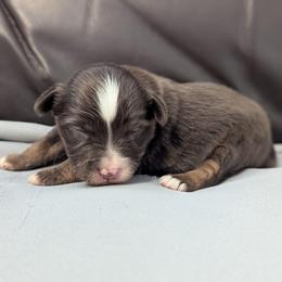 Islero - Red tri male Toy Australian Shepherd puppy in Mountain Home, Idaho from LJK Boxers & Toy Aussies