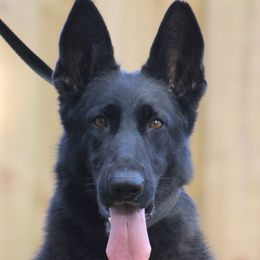 Morena - German Shepherd