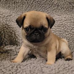 Wilson - Pug puppy from Peak Bullies and Pugs SC