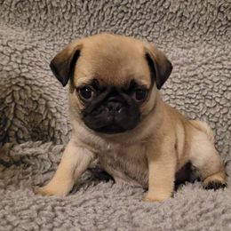 Wilson - Pug puppy from Peak Bullies and Pugs SC