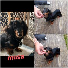 Musa - Dachshund