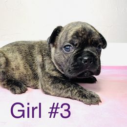 Border Collie and French Bulldog Puppies from JD French Bulldogs and Border Collies