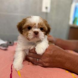 Lucy - Red and white female Shih Tzu puppy in Kettering, Ohio from The Ruff Life Tribe