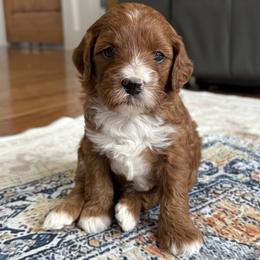 Ariel - Apricot female Goldendoodle puppy in Berlin, Ohio from Doodle Babys