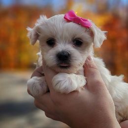 Companion Cross, Maltese, and Maltipoo Puppies from Seeking Shalom Acres Maltese, Maltipoos & Havamalts
