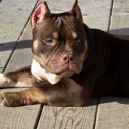 American Bully Puppies from Sky River Bullies