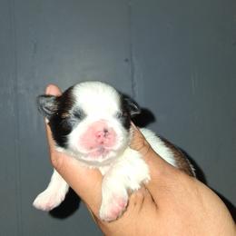 Boy 1 - Gold and white male Shih Tzu puppy in Birmingham, Alabama from K&D kennels
