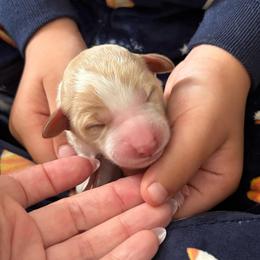 Peach - Yellow and white female Bernedoodle puppy in Sparrows Point, Maryland from Rosie’s Puppies