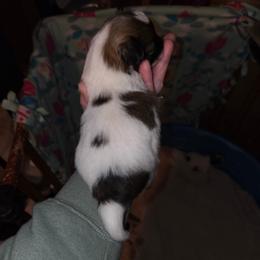 Boy 1 - White black and tan male Papillon puppy in Forest City, North Carolina from Eastern Papillions