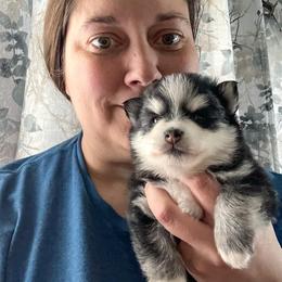 Pomsky and Siberian Husky Puppies from Hemlock Pines Pomsky