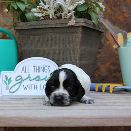 Green Collar - Blue roan male English Cocker Spaniel puppy in Ohatchee, Alabama from Otter Creek Kennels