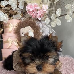 Yorkshire Terrier Puppies from DaintyDawlz