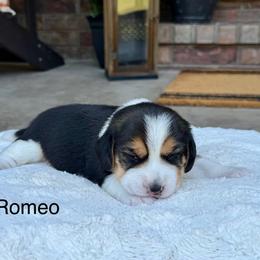 Romeo - Black tan and white male Beagle puppy in Mansfield, Missouri from Rippee Creek Kennel