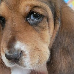 Hunter green - Black brown and white Basset Hound puppy in Carleton, Michigan from Floppy Ears Farm
