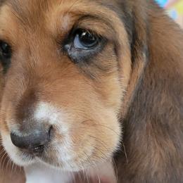 Hunter green - Black brown and white Basset Hound puppy in Carleton, Michigan from Floppy Ears Farm