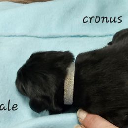 Boy 7 - Black Newfoundland puppy in Brownstown, Michigan from Persephone's Fabled Tails
