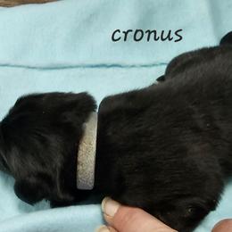 Boy 7 - Black Newfoundland puppy in Brownstown, Michigan from Persephone's Fabled Tails