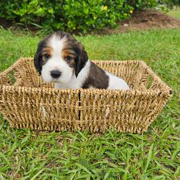 Brook - Black white and tan female English Springer Spaniel puppy in Columbia, North Carolina from Columbia Spaniels
