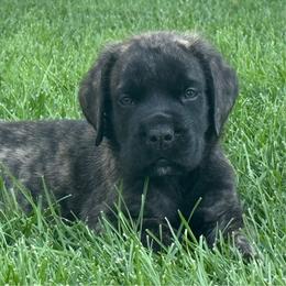 Conway - Brindle male Mastiff puppy in Sioux Falls, South Dakota from Clearbrook Mastiffs