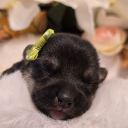 Aurora - Black and tan female Companion Cross puppy in Austin, Texas from Cutest Corgi's of Austin