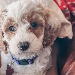 Sydney - Blenheim Cavapoo puppy in Miami, Florida from 305.doods
