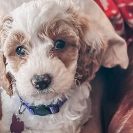 Sydney - Blenheim Cavapoo puppy in Miami, Florida from 305.doods