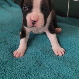 Boxer Puppies from BUTTERFLYS BOXERS