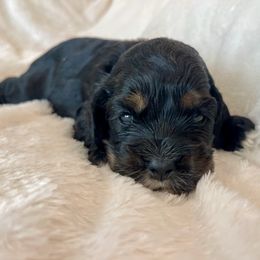 Cocker Spaniel Puppies from Jennifer Dees
