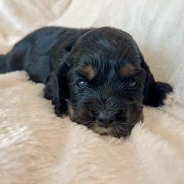 Cocker Spaniel Puppies from Jennifer Dees