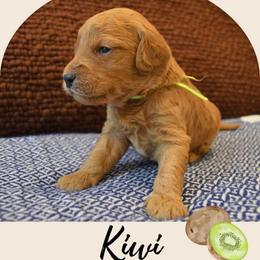 Kiwi - Apricot male Goldendoodle puppy in Batavia, Ohio from Cozy Cove Goldendoodles