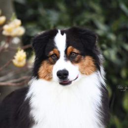 Risk - Australian Shepherd