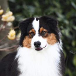 Risk - Australian Shepherd