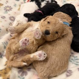Green Collar - Apricot female Goldendoodle puppy in Valley Center, Kansas from The Goldendoodle Gal